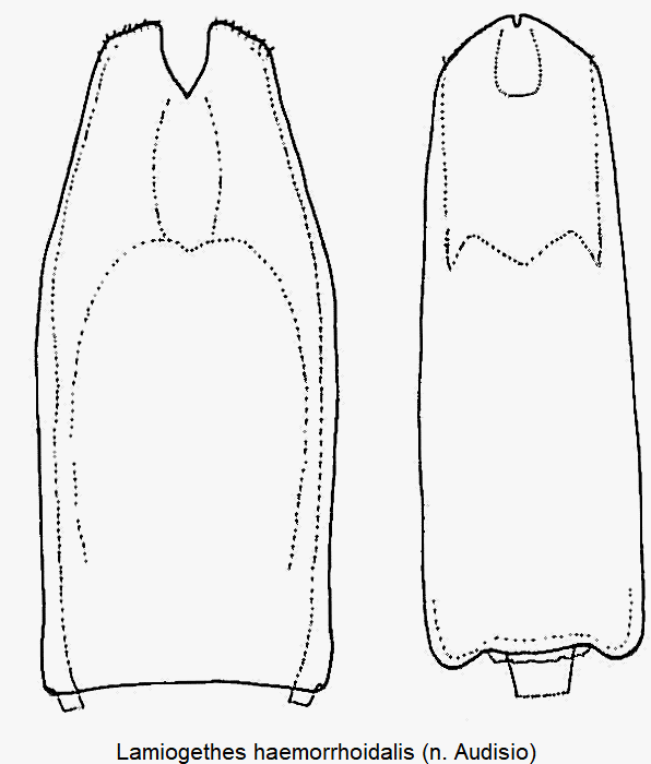 lamiogethes_haemorrhoidalis.gif