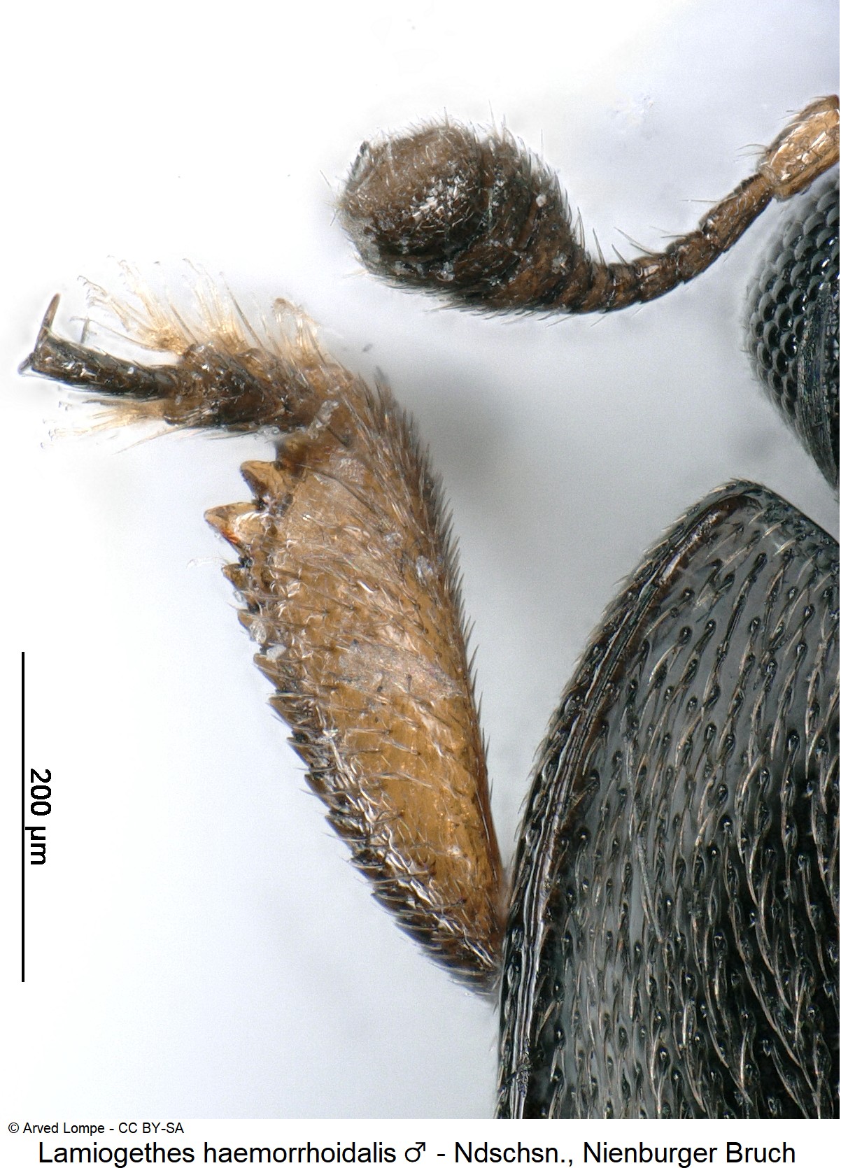 lamiogethes_haemorrhoidalis_m_ck35551172_vschn.jpg