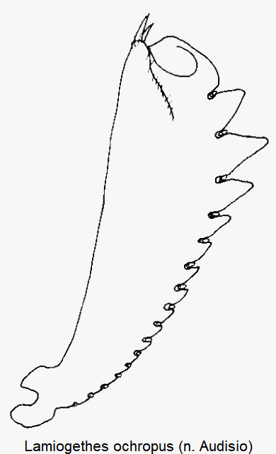 lamiogethes_ochropus_vschn.gif