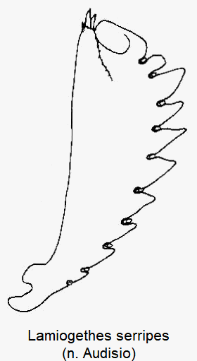 lamiogethes_serripes_vschn.gif