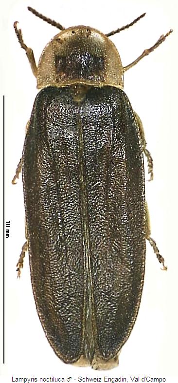 lampyris_sp_ch_m_hab.jpg