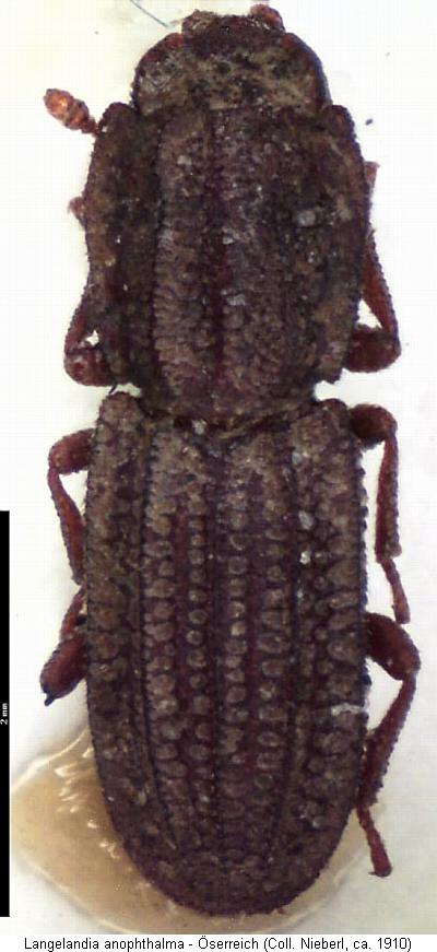langelandia_anophthalma_hab.jpg
