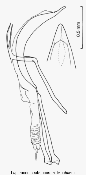 laparocerus_silvaticus.gif