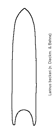 larinus_beckeri.gif