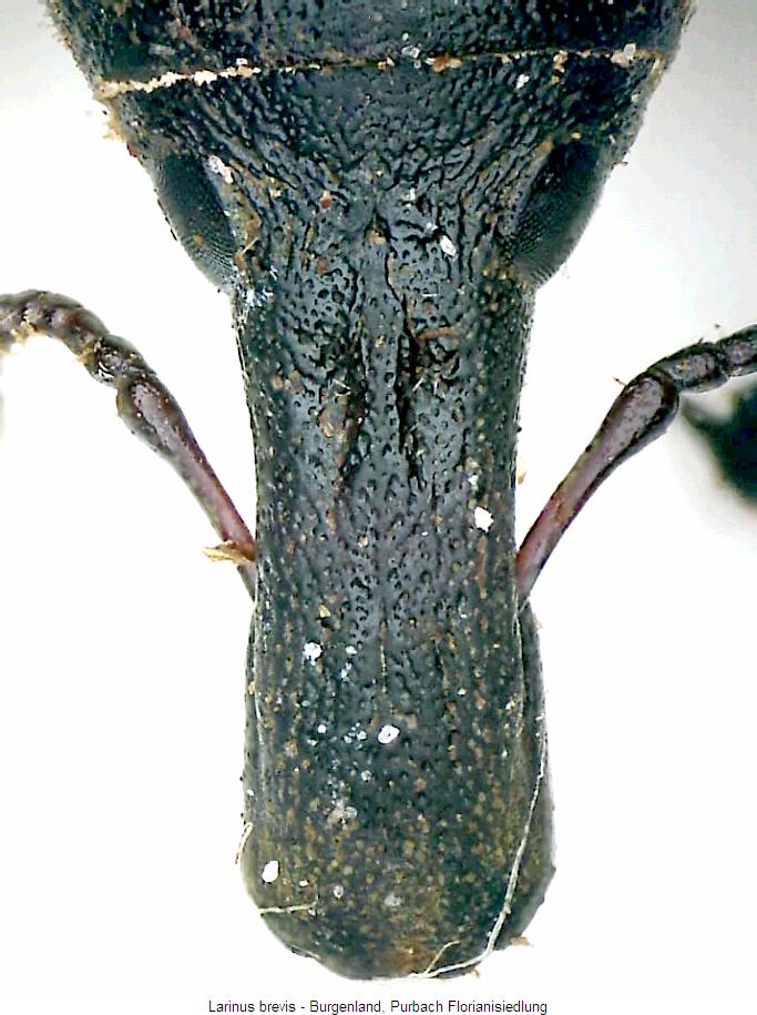larinus_brevis_k.jpg