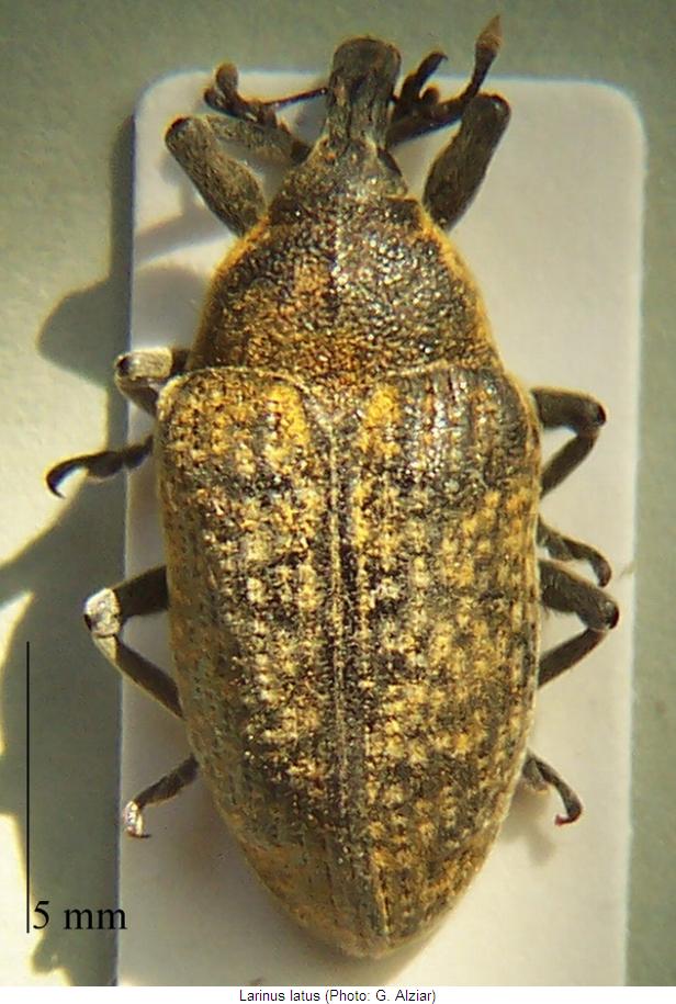 larinus_latus_hab.jpg