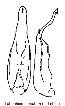 lathrobium_furcatum.gif
