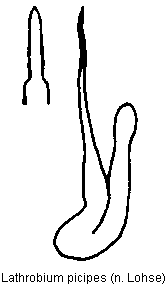 lathrobium_picipes.gif