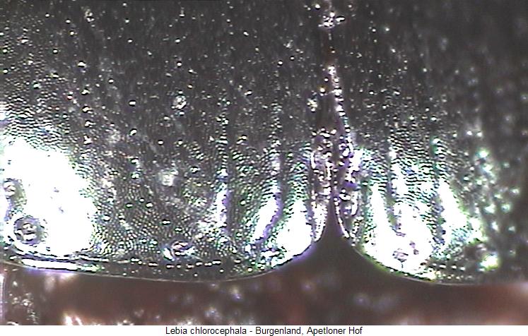 lebia_chlorocephala_fld.jpg