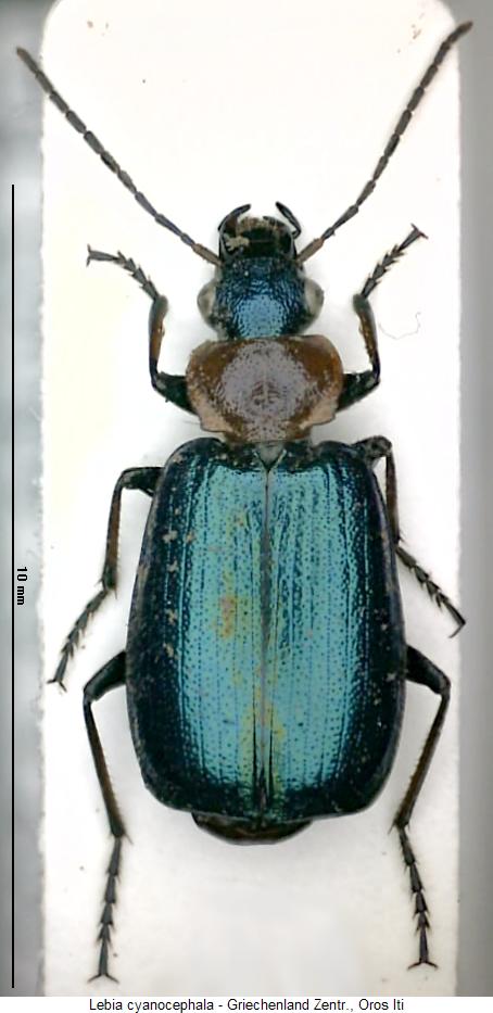 lebia_cyanocephala_hab.jpg