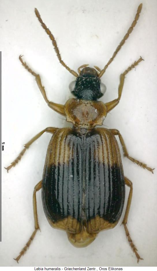 lebia_humeralis_hab.jpg