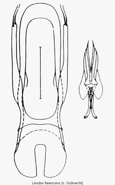 leiodes_flavescens.gif