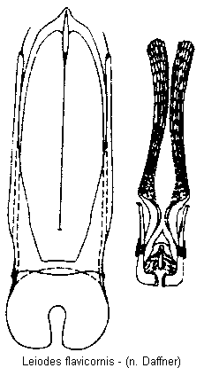 leiodes_flavicornis.gif