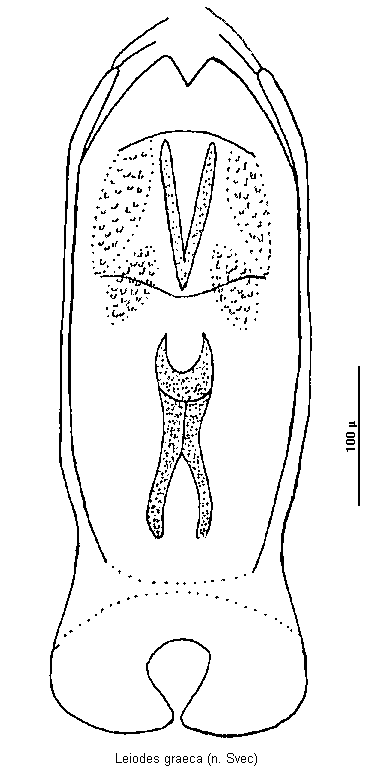 leiodes_graeca.gif