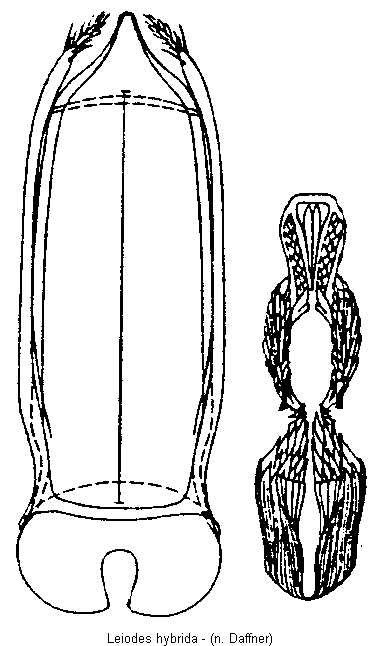 leiodes_hybrida.gif
