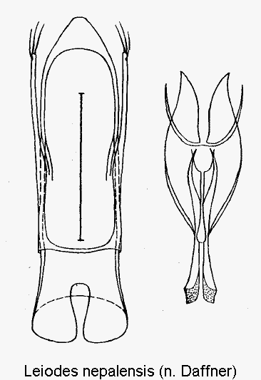 leiodes_nepalensis.gif