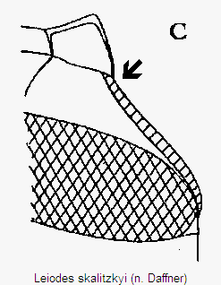 leiodes_skalitzkyi_mbr_c.gif