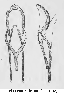 leiosoma_deflexum.gif