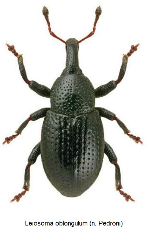 leiosoma_oblongulum_hab.jpg