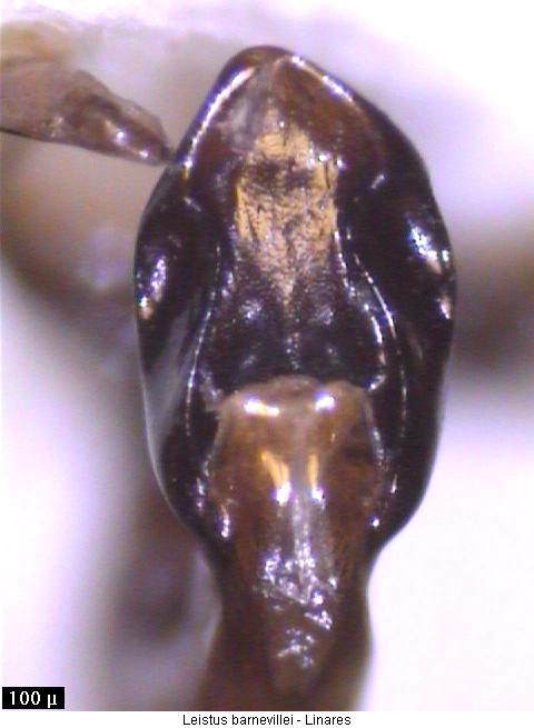 leistus_barnevillei.jpg
