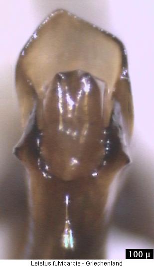 leistus_fulvibarbis_aufs.jpg