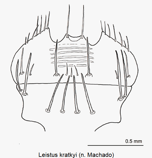 leistus_kratkyi_ck16992_ment.gif
