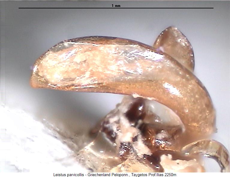 leistus_parvicollis.jpg