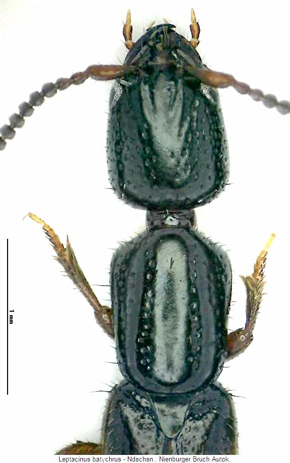 leptacinus_batychrus_vk.jpg