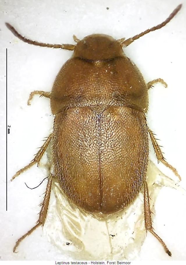 leptinus_testaceus_hab.jpg