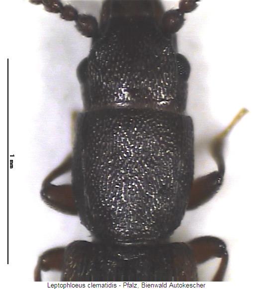 leptophloeus_clematidis_vk.jpg