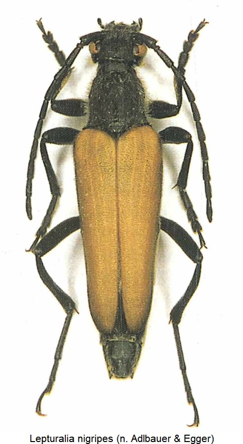 lepturalia_nigripes_hab.jpg