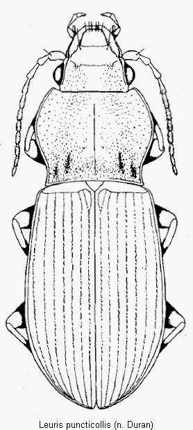 leuris_puncticollis_hab.gif