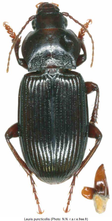 leuris_puncticollis_hab.jpg