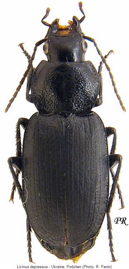 licinus_depressus_hab.jpg