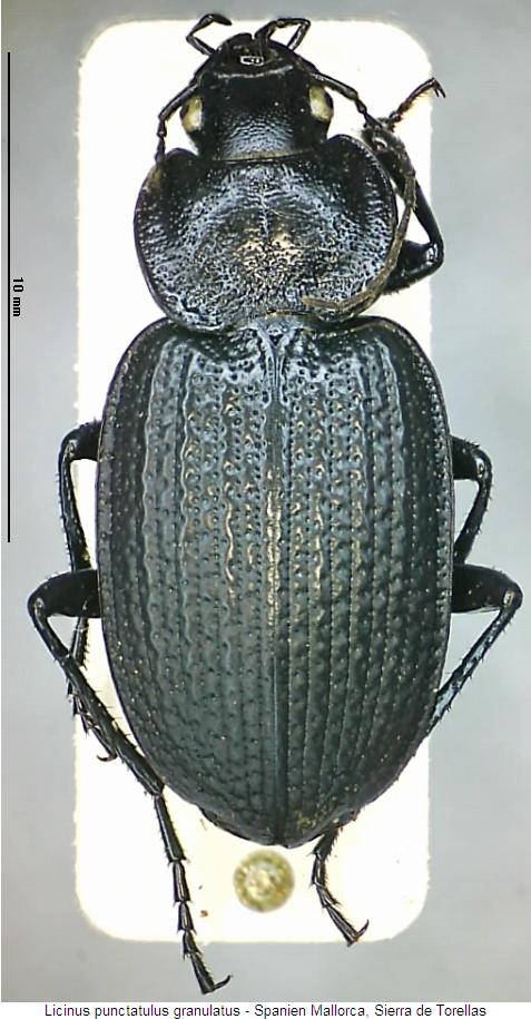 licinus_granulatus_hab.jpg