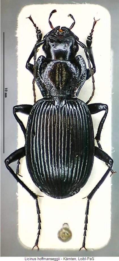 licinus_hoffmanseggii_hab.jpg