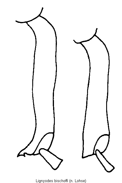 lignyodes_bischoffi_hschn.gif