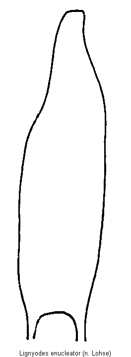 lignyodes_enucleator.gif