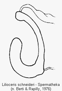 lilioceris_schneideri_sperm.gif