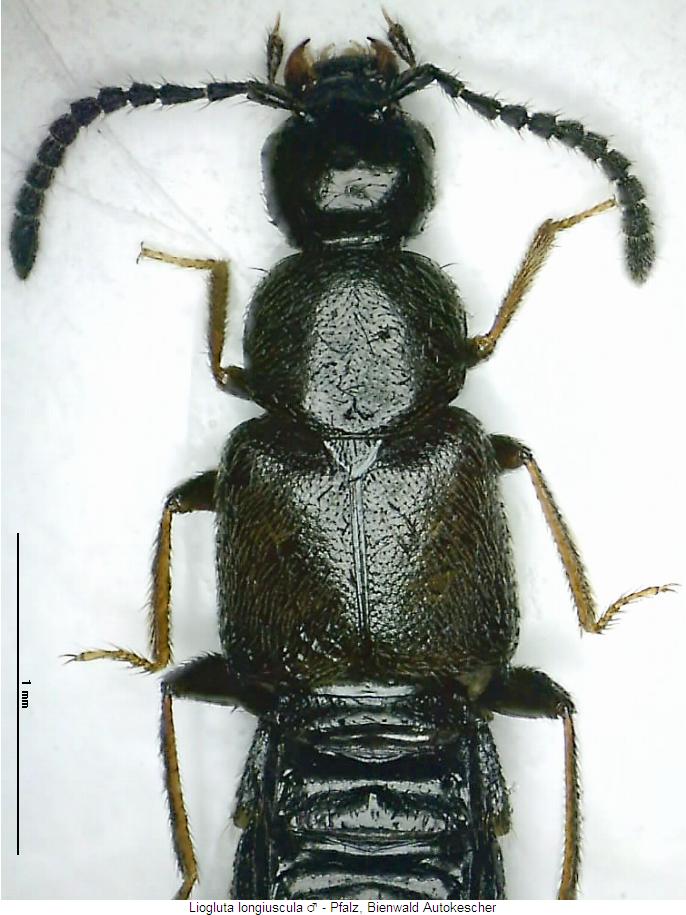 liogluta_longiuscula_vk.jpg