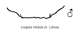 liogluta_nitidula_tergit.gif