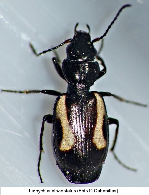 lionychus_albonotatus_hab.jpg