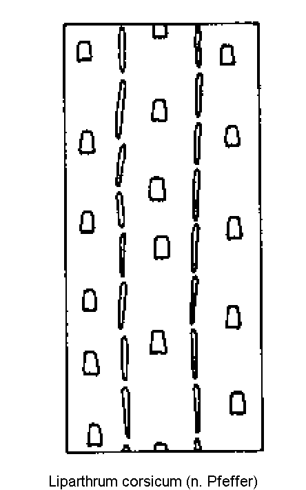 liparthrum_corsicum_fld.gif