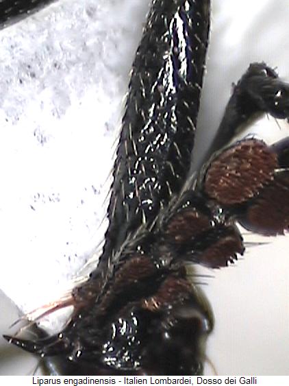 liparus_engadinensis_vschn.jpg