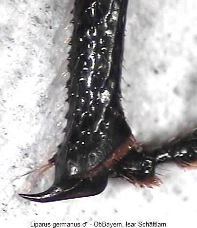 liparus_germanus_hschn.jpg