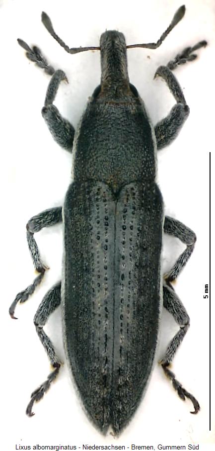 lixus_albomarginatus_hab.jpg