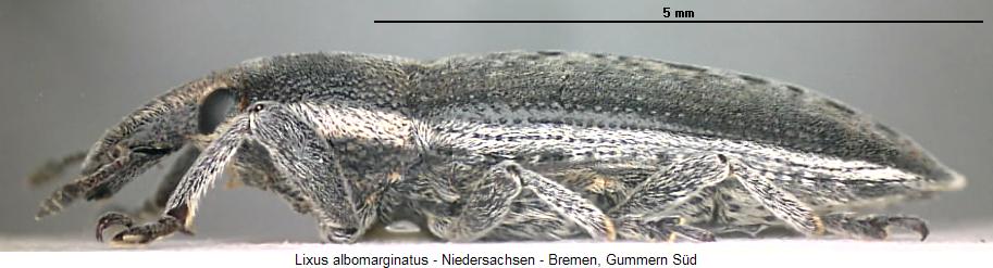 lixus_albomarginatus_sa.jpg