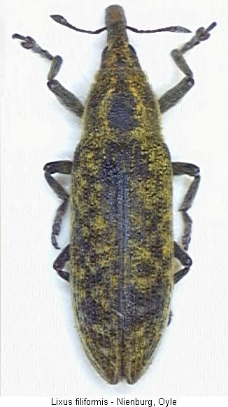 lixus_filiformis_hab.jpg