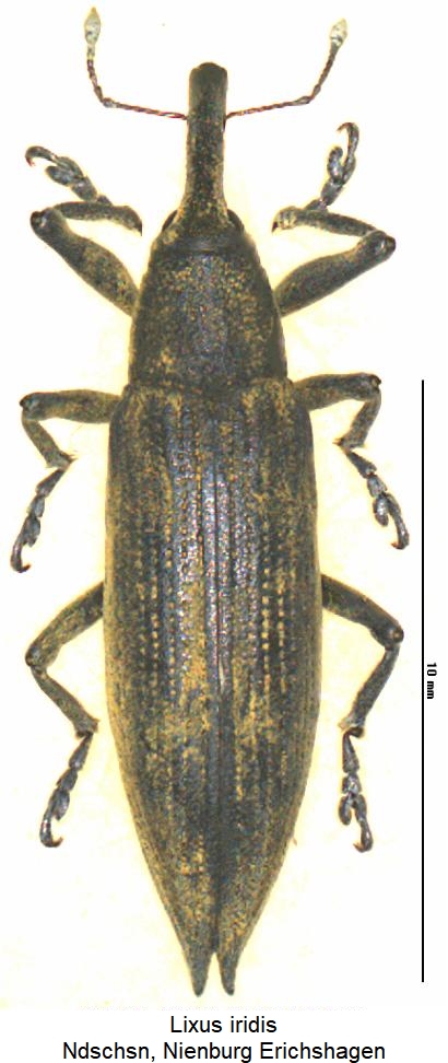 lixus_iridis_hab.jpg
