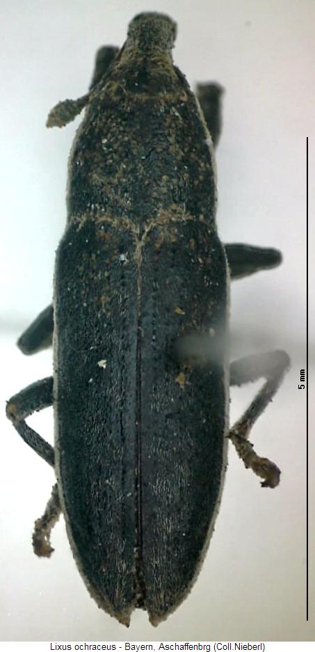 lixus_ochraceus_hab.jpg